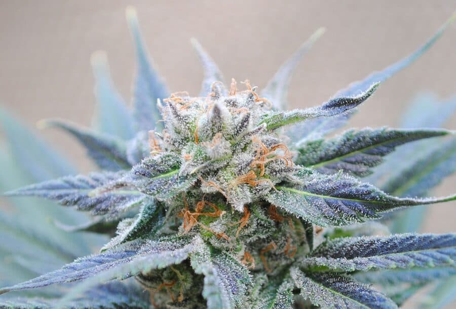 Cannabis Samen und Augengesundheit: Die Vorteile verstehen