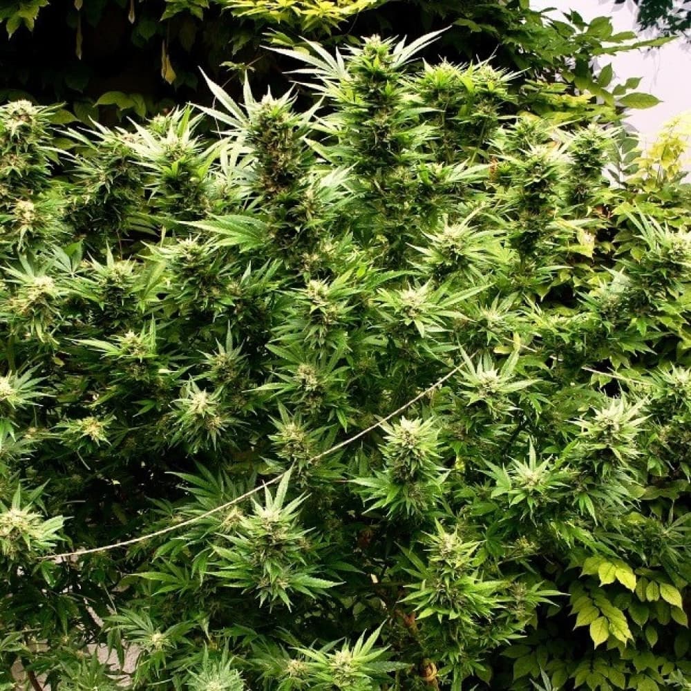 Fotografie und Gratis Cannabis Samen
