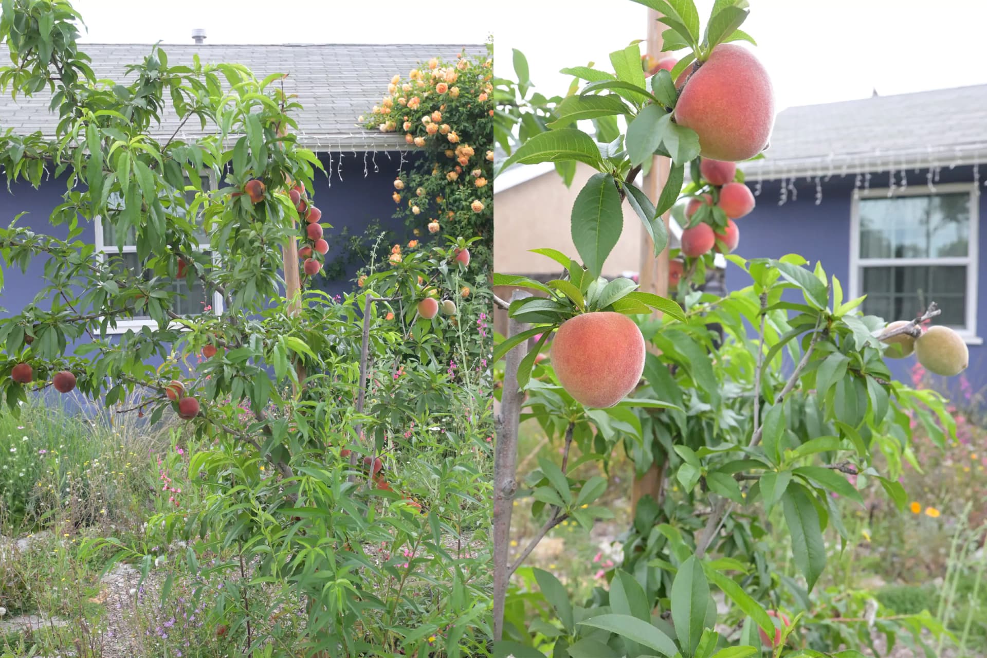 Obstbäume Hochstamm kaufen: Worauf Sie beim Kauf achten sollten – Ein Ratgeber
