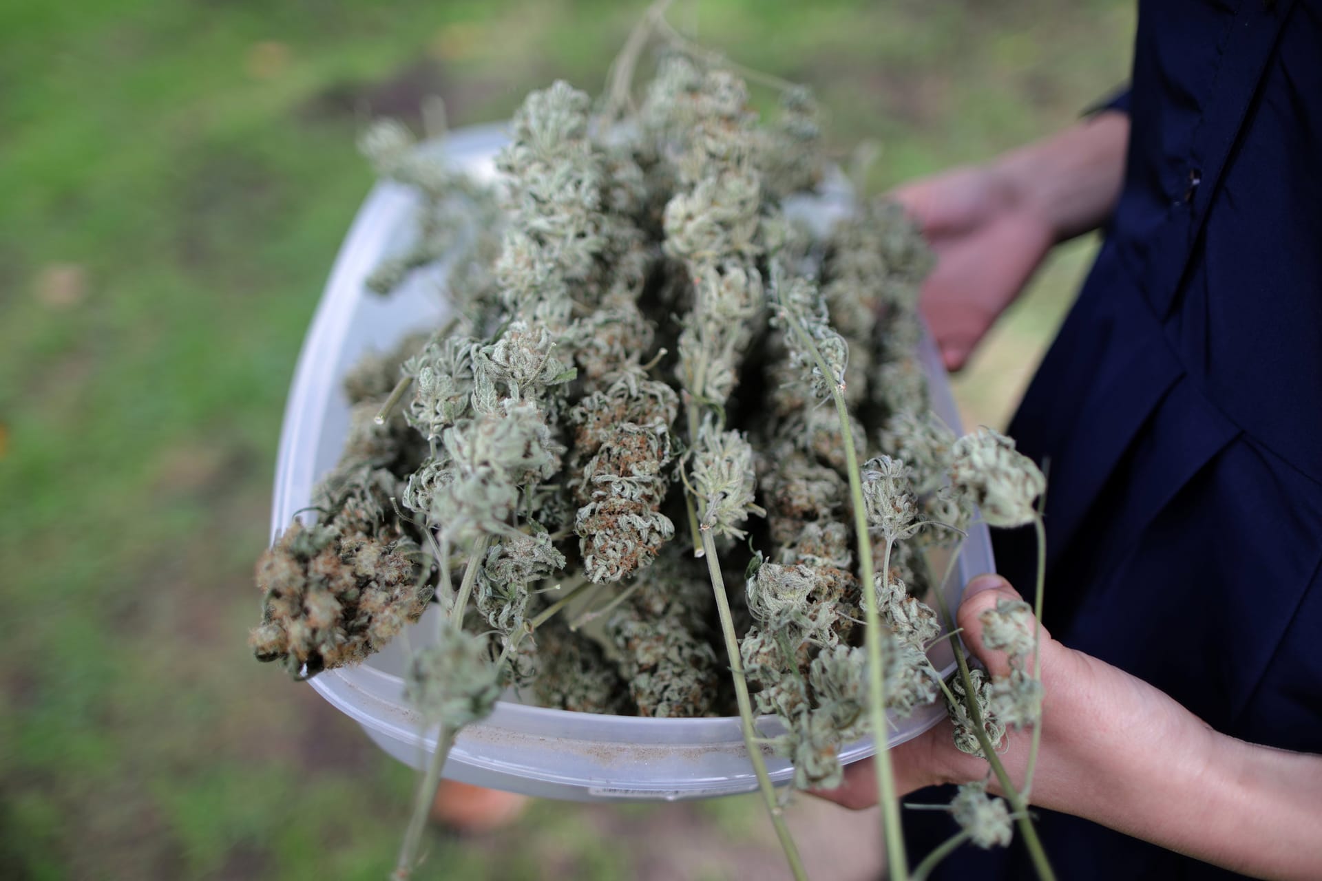 Cannabis Indica und medizinischer Hanf: Eine perfekte Kombination