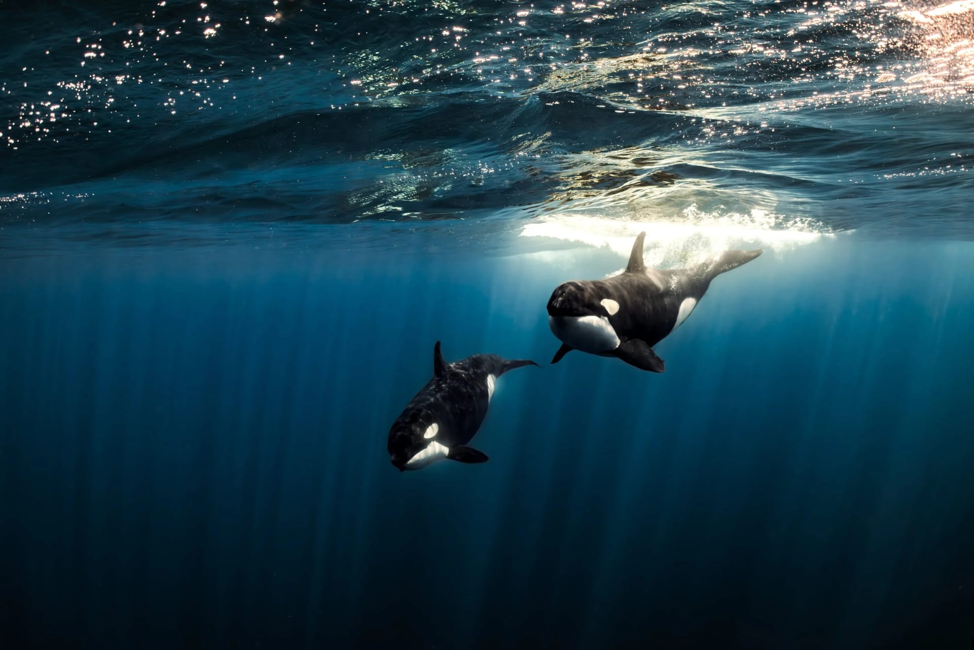 Dive Center Mexiko: Faszinierende Cenoten-Abenteuer für Mutige