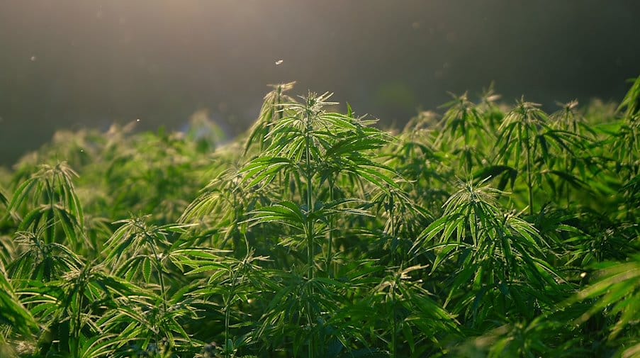 Warum Züchter Rhino Cannabis Samen bevorzugen