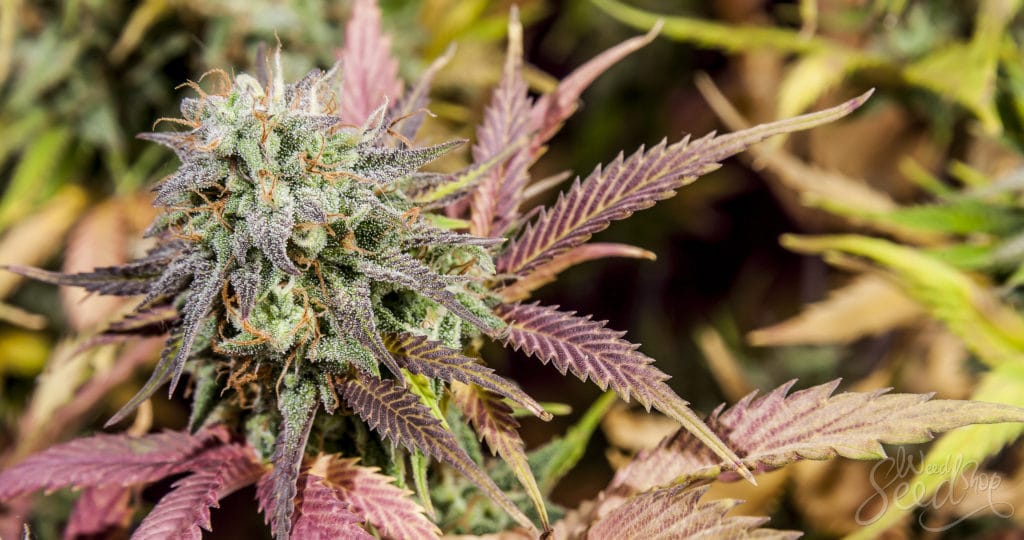 Cannabis Samen und die Entwicklung von Bio-Kraftstoffen