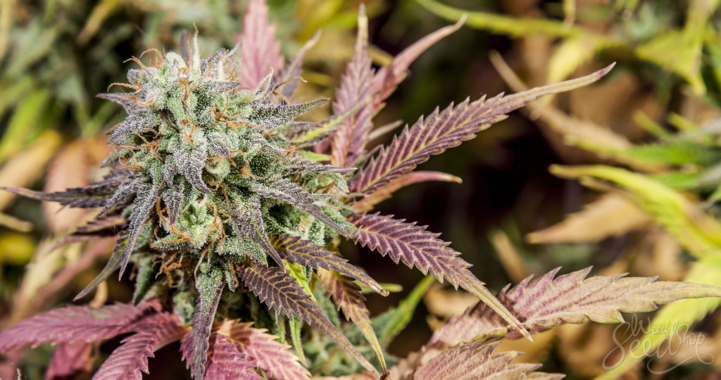 Cannabis Samen und die Entwicklung von Bio-Kraftstoffen