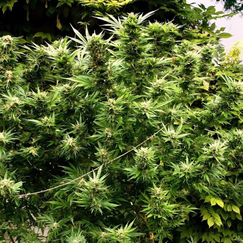 Fotografie und Gratis Cannabis Samen